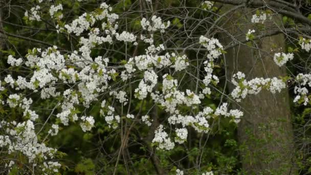 Paruline Magnolia Oiseau Errant Sur Les Branches Arbres Floraux Fleur — Video