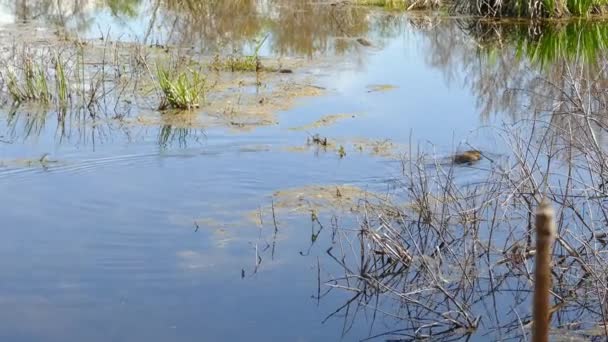 Beaver Natação Bonito Água Lago Escuro — Vídeo de Stock