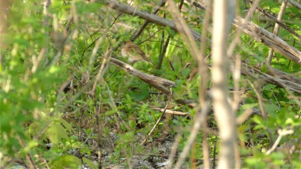 Pájaro Salvaje Descansando Una Rama Árbol Seco Bosque Volar Lejos — Vídeo de stock