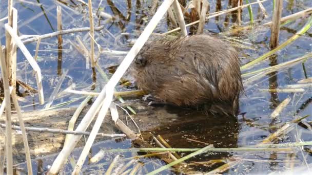 Primer Plano Castor Comiendo Algo Corteza Tronco — Vídeos de Stock