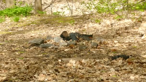 Pequeño Pájaro Ruiseñor Vagando Por Suelo Con Hojas Secas Una — Vídeos de Stock