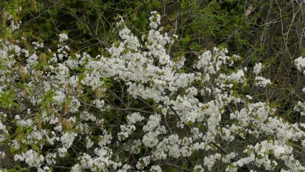 Vídeo Primeiras Flores Brancas Primavera Floresta Pequena Flor Florescente Campo — Vídeo de Stock