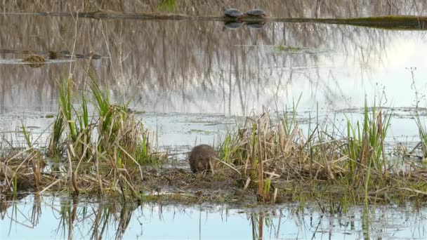 Piccolo Castoro Carino Scavare Giro Nella Terra — Video Stock