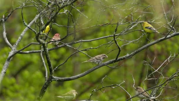 Becco Grosbeak Rosso Fringuello Viola Cardellino Americano Appollaiato Nel Vento — Video Stock