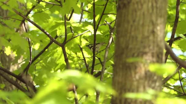 Πολύχρωμο Πουλί Κάθεται Στο Δέντρο Και Τρώει Εντομό Κάθεται Ένα — Αρχείο Βίντεο