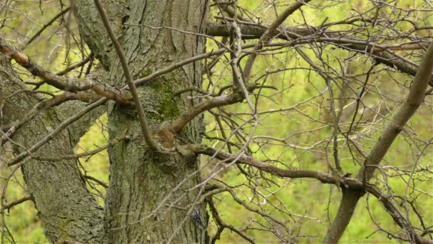 ヌーチの鳥は森の中の古い頑丈な葉のない大きな木の上をさまよい 静的なショット — ストック動画