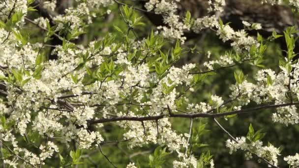 Junge Blätter Und Zweige Mit Knospen Weißen Und Rosafarbenen Blüten — Stockvideo