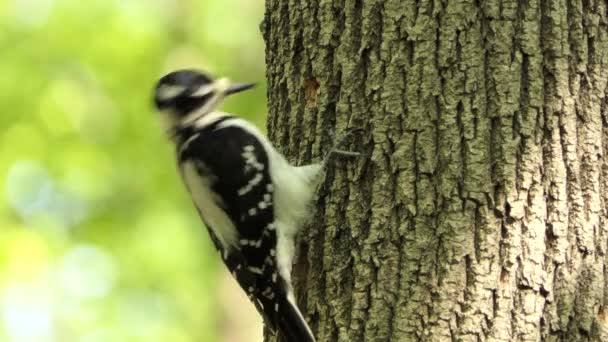 Pájaro Carpintero Peludo Perforando Corteza Árbol Creando Agujero Bosque Comportamiento — Vídeo de stock