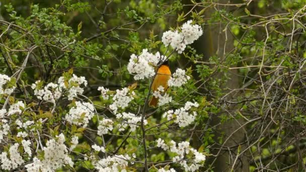 Macho Baltimore Oriole Pájaro Encaramado Una Rama Árbol Flores Bosque — Vídeos de Stock
