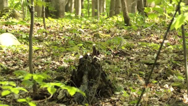 Pássaro Bonito Explorando Tronco Árvore Velha Floresta — Vídeo de Stock