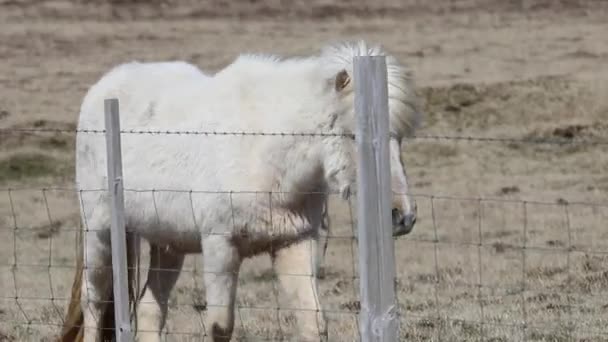 Белые Коричневые Исландские Лошади Пасутся Пастбище — стоковое видео