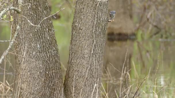 Ένας Κροκόδειλος Setophaga Coronata Προσγειώνεται Ένα Κλαδί Ενός Δέντρου Τέφρας — Αρχείο Βίντεο