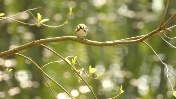 Kasztanowate Warbler Jedzące Owady Podczas Gdy Gałęzi Drzewa Bokeh Tle — Wideo stockowe