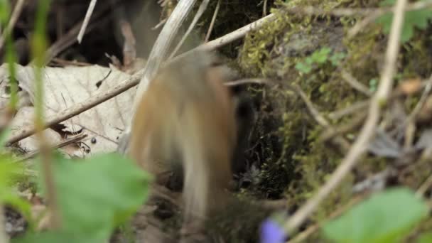 Vista Cercana Una Ardilla Siberiana Escondida Rápidamente — Vídeo de stock