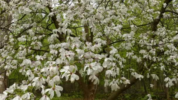 Beautiful View Magnolia Tree Magnolia Kobus Full Bloom Spring — Stockvideo