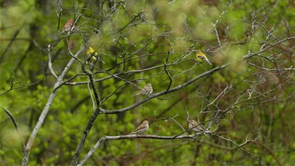 Sei Cardellini Americani Spinus Tristis Siedono Sui Rami Nella Stagione — Video Stock