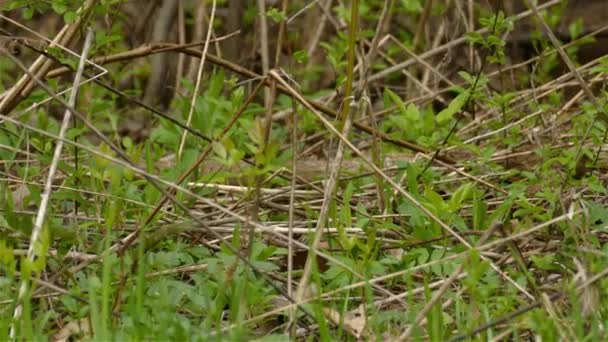 Feminino Canadá Warbler Pulando Torno Ramos Arbusto Grosso Pequeno Pássaro — Vídeo de Stock