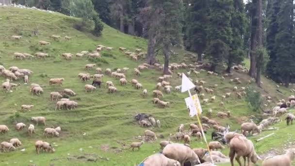 Ovejas Blancas Paisaje Gulmarg Gulmarg Cachemira Pastoreo Verde Hierba Grupo — Vídeo de stock