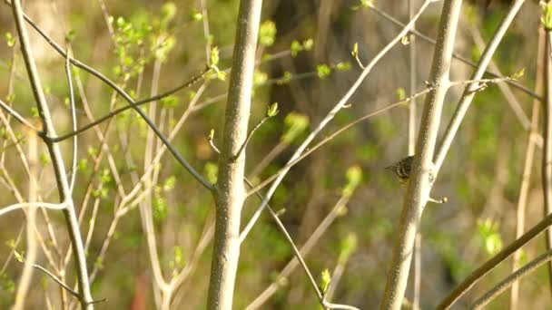 Tiny Little Sparrow Bird Jumping Branch Branch Forest Close — Stock Video