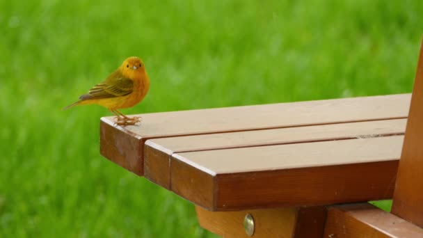 Oiseau Paruline Jaune Sautillant Sur Banc Bois Une Table Pique — Video