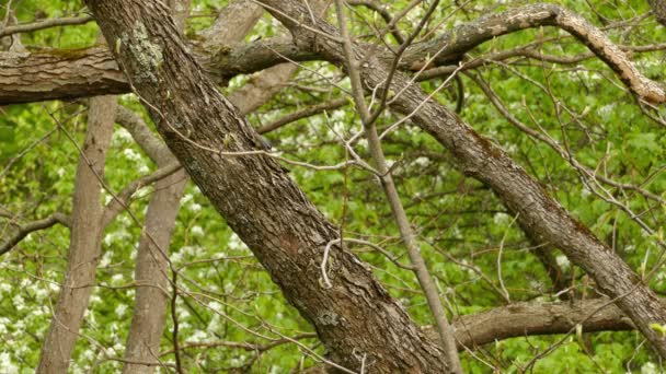 Pájaro Caminando Sobre Tronco Árbol Busca Comida — Vídeo de stock