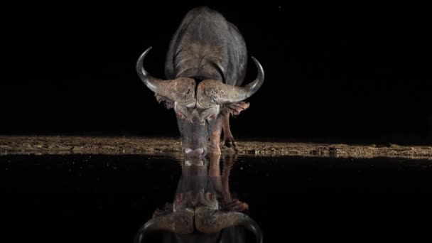 Luz Dramática Cape Buffalo Bebe Estanque Oscuro Negro Noche — Vídeo de stock