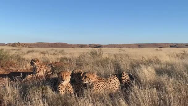 Família Cheetahs Jazia Calor Tarde Africano Savana Seca — Vídeo de Stock