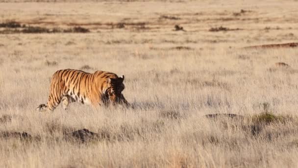 Predator Bengal Tiger Σέρνει Αγριογούρουνο Θήραμα Χρυσό Χορτάρι Σαβάνα — Αρχείο Βίντεο