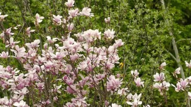 Amerikaanse Goudvink Vogel Zittend Dan Vliegen Weg Bloeiende Magnolia Bloemen — Stockvideo