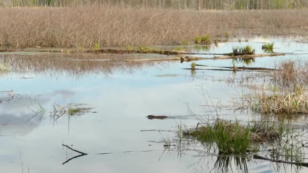 Muskrat Castor Mamífero Submerso Superfície Água Lago Durante Dia Estática — Vídeo de Stock