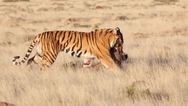 Pan Δεξιά Χρυσή Bengal Tiger Σέρνει Αίματα Warthog Στο Στόμα — Αρχείο Βίντεο