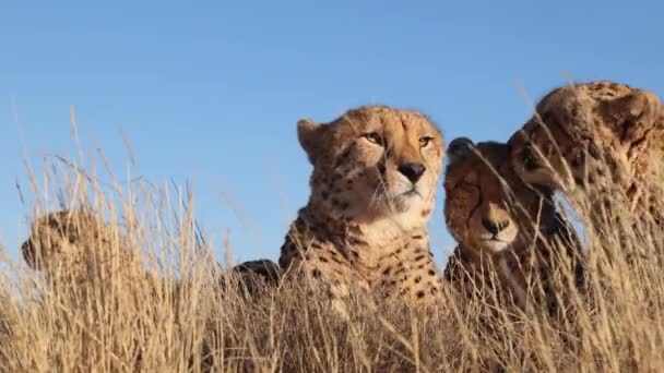 Gentle Low Angle Pan African Cheetah Licks Family Member Clean — Stock Video