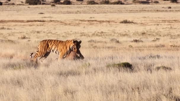 Μεγαλοπρεπής Τίγρης Της Βεγγάλης Στη Σαβάνα Μαζεύει Αγριογούρουνα Και Σέρνει — Αρχείο Βίντεο