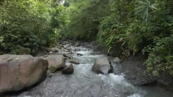 Drone Strzał Latający Nad Rzeką Gęstym Lesie Deszczowym Tropikalnej Wyspie — Wideo stockowe