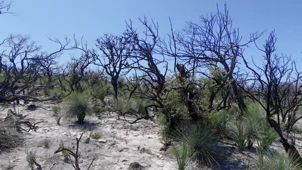 Incendios Australianos North Head Sydney Árboles Quemados Árboles Muertos Rebrote — Vídeo de stock