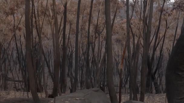 Australiska Bushfires Aftermath Blue Mountains Blackened Trees Torra Sommaren Tilt — Stockvideo