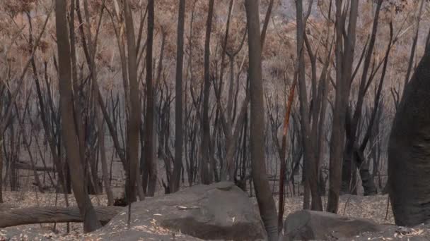 Brända Australiska Skog Charred Ground Blackened Träd Från Bushfires Static — Stockvideo