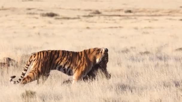 Raubtier Bengal Tiger Schleift Kürzlich Getötetes Warzenschwein Durch Hohes Gras — Stockvideo
