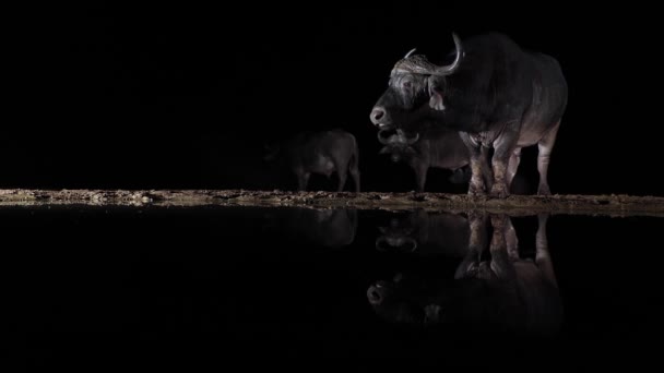 Cabo Buffalo Iluminado Lado Noite Mastiga Cud Refletido Lagoa Escura — Vídeo de Stock
