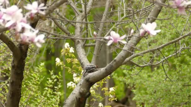 一般的な鳥は木の枝の上を歩く 静的ショットと低角度 枝に長い尾の鳥の散歩 — ストック動画