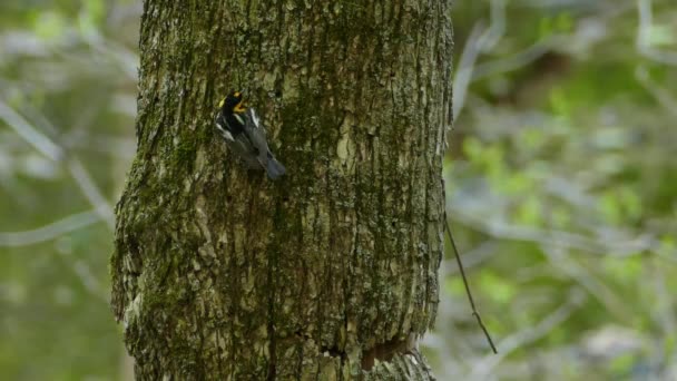Blackburnian Warbler Bird Sitting Tree Trunk Sunny Autumn Day Take — Vídeo de Stock