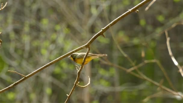 ジャングルの背景に葉のない木の枝から飛んで黄色のウォブラー鳥 風に揺れる枝に座っている小さな鳥 — ストック動画