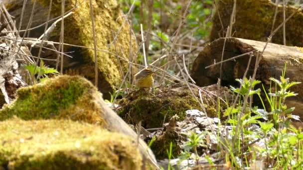 Żółta Palma Warbler Siedzi Skale Dżungli Portret Ptaka Siedzącego Skale — Wideo stockowe