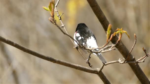 Grosbeak Pecho Rosa Sienta Una Rama Bosque Primavera — Vídeo de stock