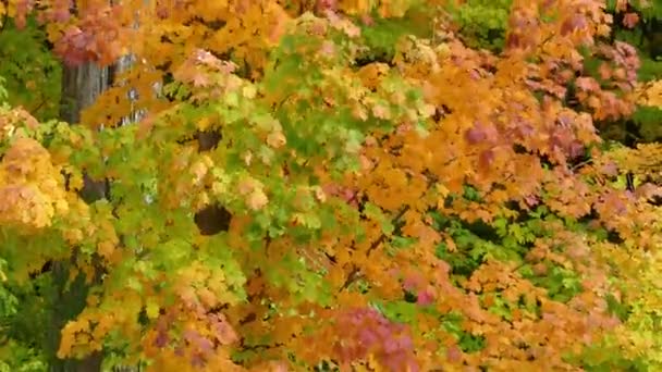 Autumnal Changing Mixed Warm Colours Maple Tree Leaves Dancing Wind — Stock Video