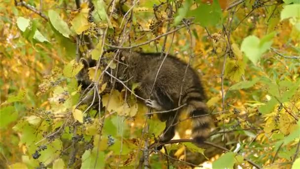 Seekor Rakun Memanjat Pohon Dan Mencari Makanan Untuk Dimakan Hutan — Stok Video