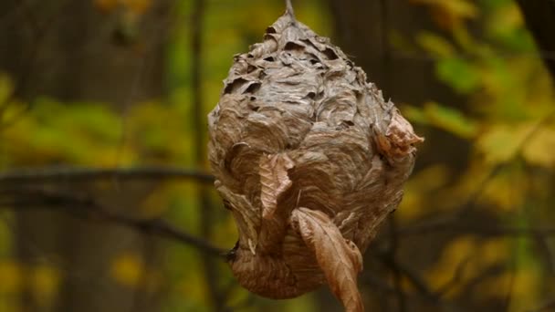 Nid Guêpes Papier Accroché Dans Une Forêt Érable Canadienne — Video