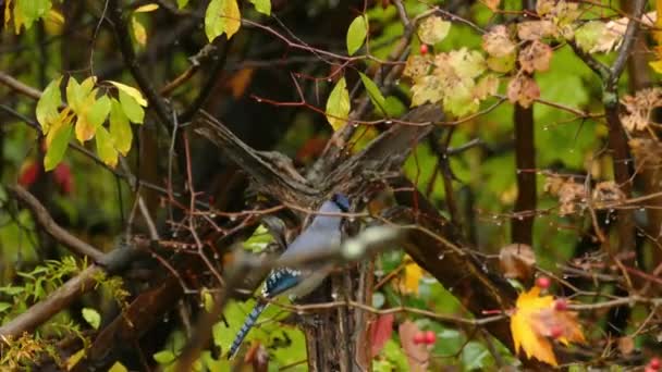 Wild Blue Jay Dziobanie Gałęzi Drzewa Znaleźć Jeść Orzechy Sezonie — Wideo stockowe