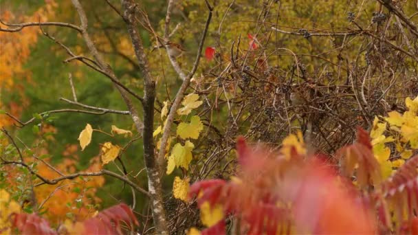 Herbst Vogelbeobachtung Bei Der Zwei Kleine Zaunkönige Auf Einem Laubbaum — Stockvideo