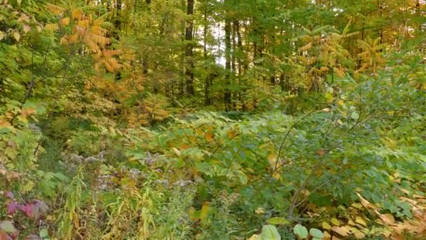 Fényes Őszi Lombozat Fák Természetvédelmi Területen Dönthető Kameramozgás — Stock videók